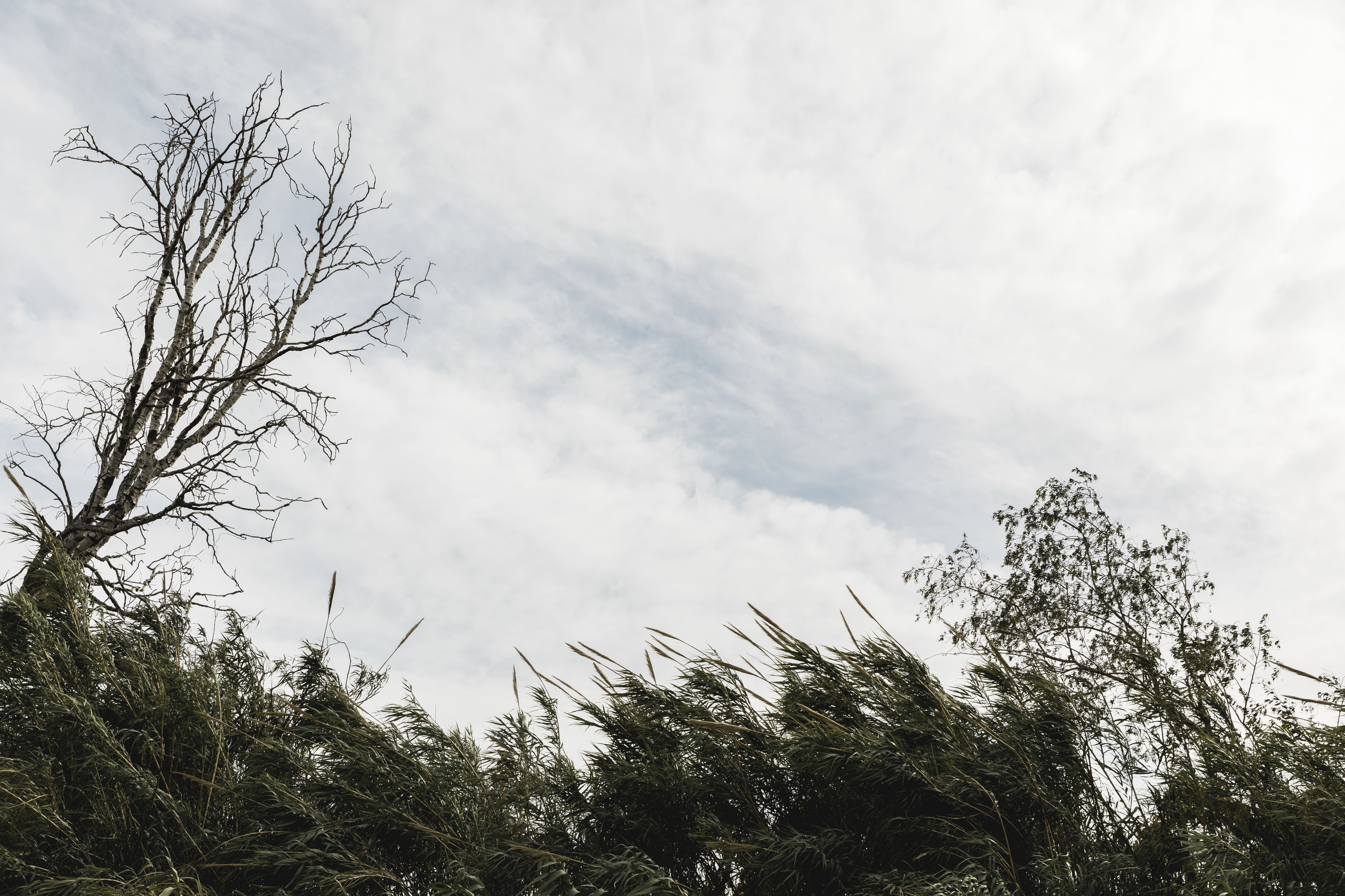 trees-cloudy-sky (1).jpg